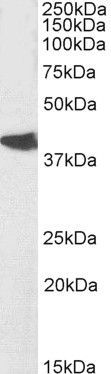 Goat anti-NODAL Antibody