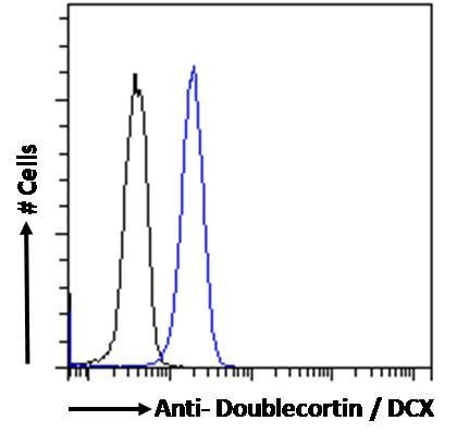 Doublecortin antibody