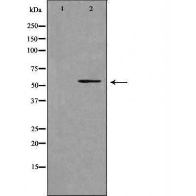 39A1 (Cytochrome P450) antibody
