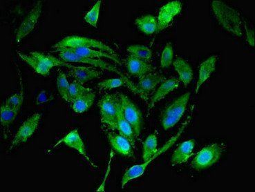 MRPL19 Antibody