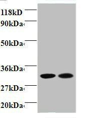 39S ribosomal protein L9, mitochondrial antibody