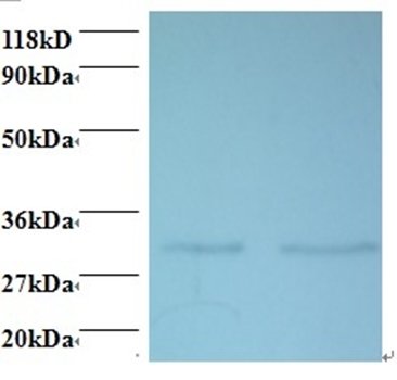 39S ribosomal protein L9, mitochondrial antibody (Biotin)