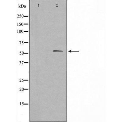 3A4/5 (Cytochrome P450) antibody