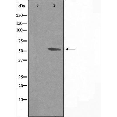 3A43 (Cytochrome P450) antibody