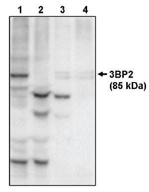 3BP2 antibody