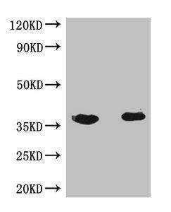 Flag Tag Monoclonal Antibody