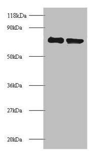 RPS10 Antibody
