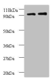 40S ribosomal protein S12 antibody