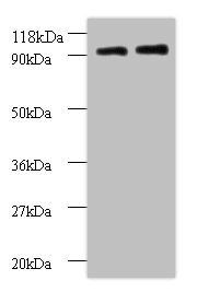 RPS12 Antibody