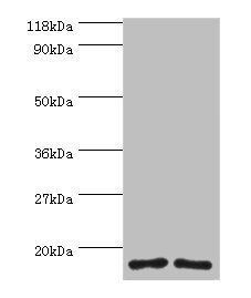 40S ribosomal protein S16 antibody