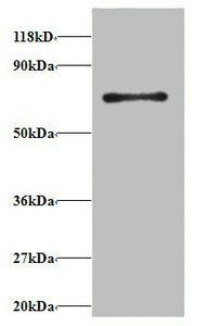 RPS18 Antibody
