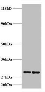 40S ribosomal protein S9 antibody