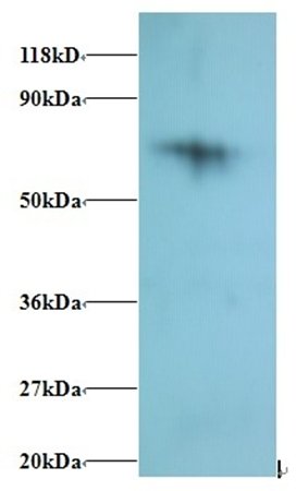 RPS18 Antibody, Biotin conjugated