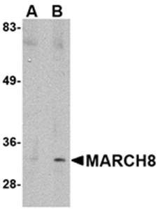 MARCH8 Antibody