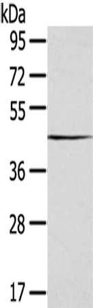 SEPT2 Antibody
