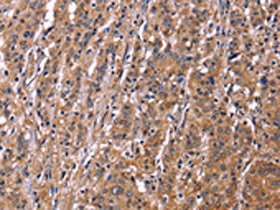 43350 antibody