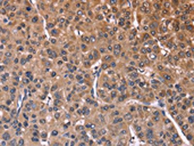 SEPT7 Antibody