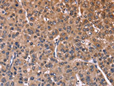 43350 antibody