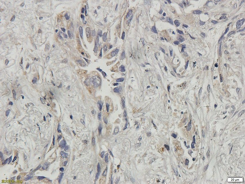 TNFAIP3 antibody