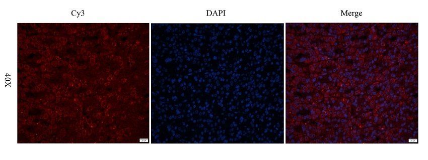 TACD2 antibody