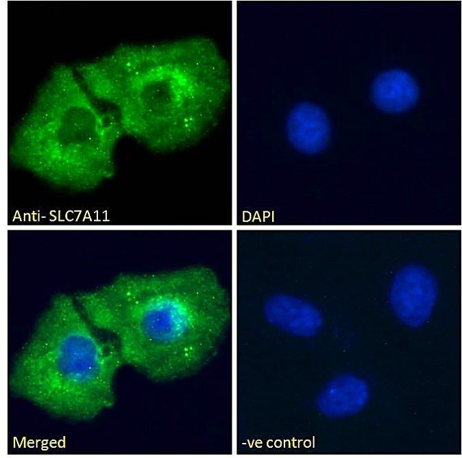 SLC7A11 antibody