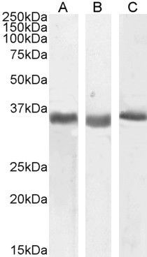 Goat anti-SPON2 (301-315) Antibody