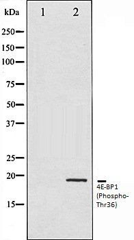 4E-BP1 (Phospho-Thr36) antibody