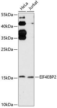 4E-BP2 antibody