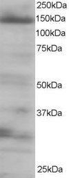 EIF4ENIF1 antibody