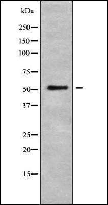 5-HT-2A antibody