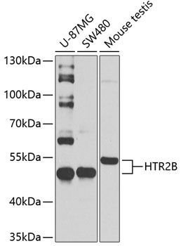 5-HT2B antibody