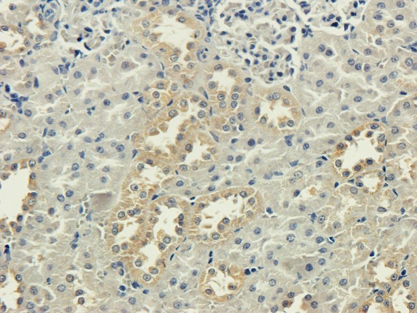 5-OxoETE antibody