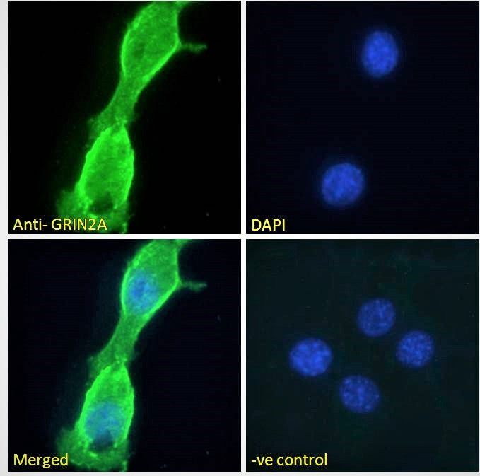 Goat anti-GRIN2A (aa211-224) Antibody