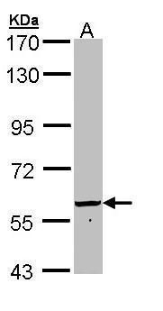 58K Golgi protein Rabbit Polyclonal Antibody
