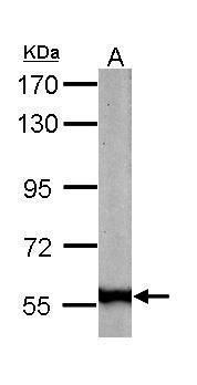 58K Golgi protein Rabbit Polyclonal Antibody