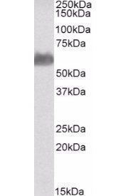 Goat anti-58K Golgi protein(N-Term)/FTCD Antibody