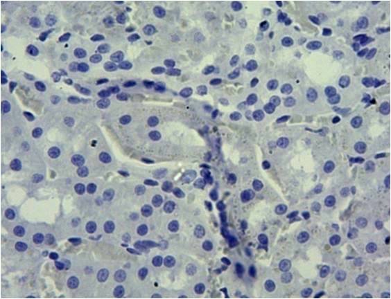 Goat anti-Slc5a1 (rat) Antibody