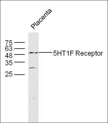 5HT1F Receptor antibody