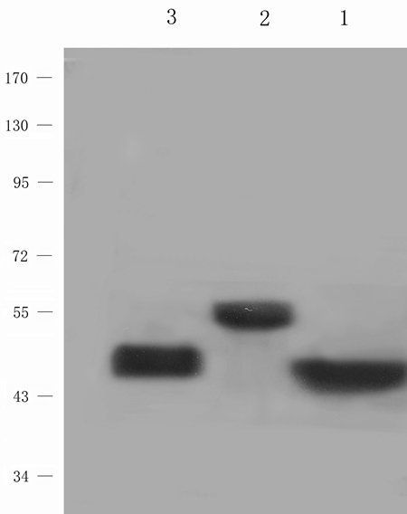 5-HT2B Receptor antibody