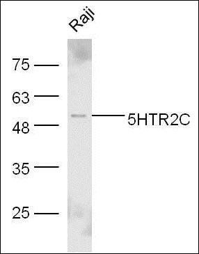 5HT2C Receptor antibody