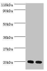 60S ribosomal protein L17 antibody