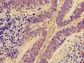 60S ribosomal protein L28 antibody (Biotin)