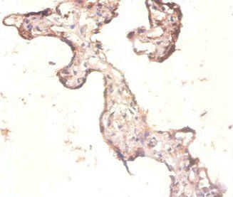 RPL3 Antibody