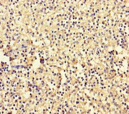 RPL35A Antibody