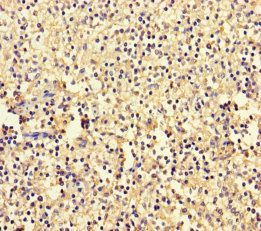 60S ribosomal protein L35a antibody