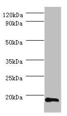 60S ribosomal protein L36a-like antibody