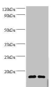 60S ribosomal protein L36a-like antibody