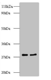 RPL8 Antibody
