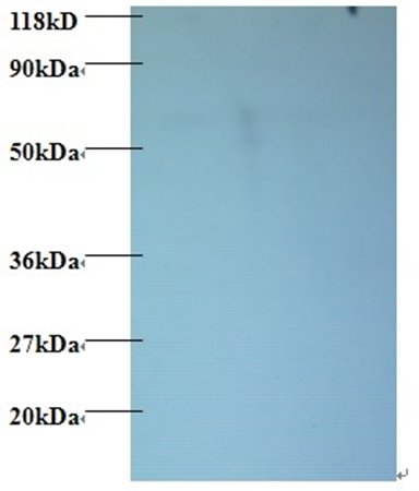 60S ribosomal protein L15 antibody (Biotin)