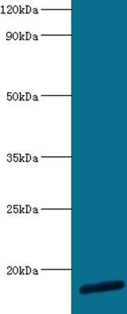 RPL30 Antibody
